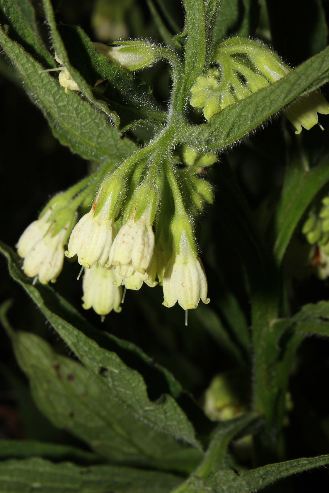 Symphytum officinale / Consolida maggiore